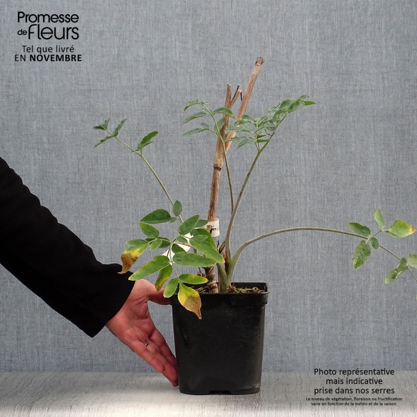 Esimerkki syksyllä toimitetusta Mathiasella bupleuroides Green Dream 3 litran/4 litran ruukku-taimesta