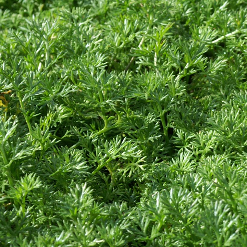 Tuoksusaunio - Matricaria tchihatchewii (Lehvistö)
