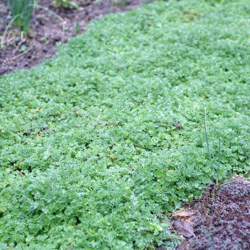 Tuoksusaunio - Matricaria tchihatchewii (Kasvutapa)