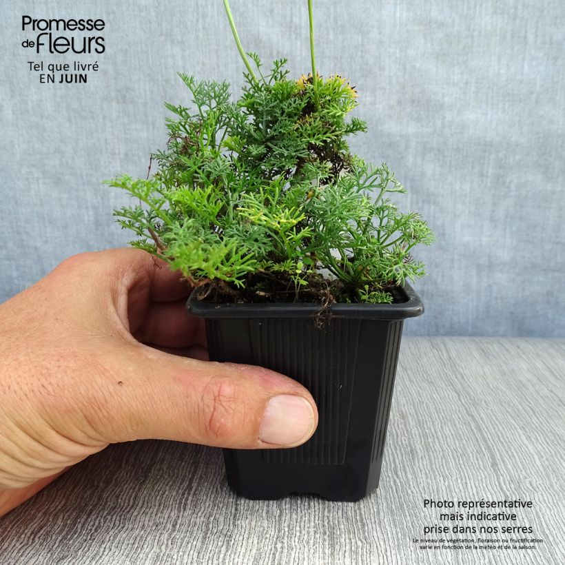 Esimerkki kesällä toimitetusta Tuoksusaunio - Matricaria tchihatchewii Godet de 8/9 cm-taimesta