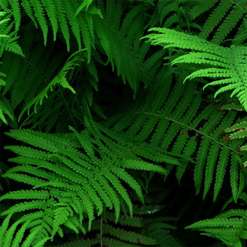 Kotkansiipi - Matteuccia struthiopteris var. pensylvanica (Lehvistö)
