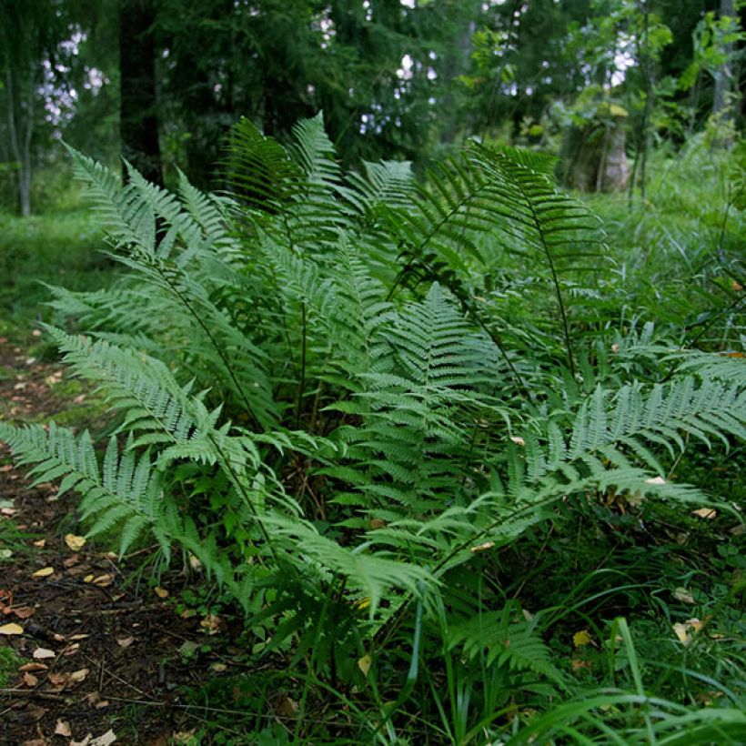 Kotkansiipi - Matteuccia struthiopteris var. pensylvanica (Kasvutapa)