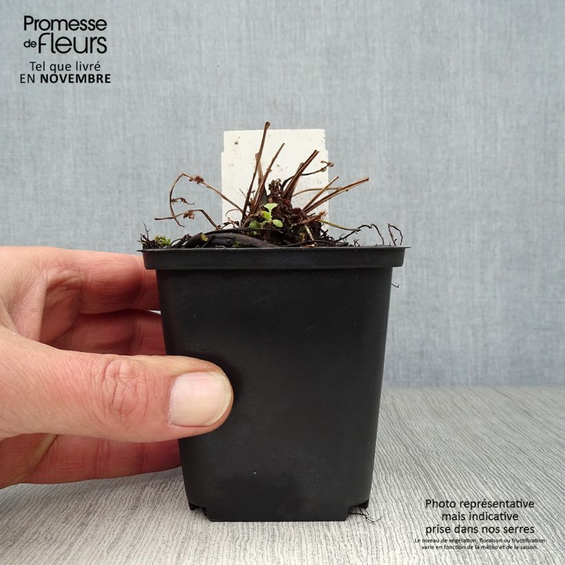 Esimerkki syksyllä toimitetusta Kotkansiipi - Matteuccia struthiopteris var. pensylvanica 8/9 cm taimiruukku-taimesta