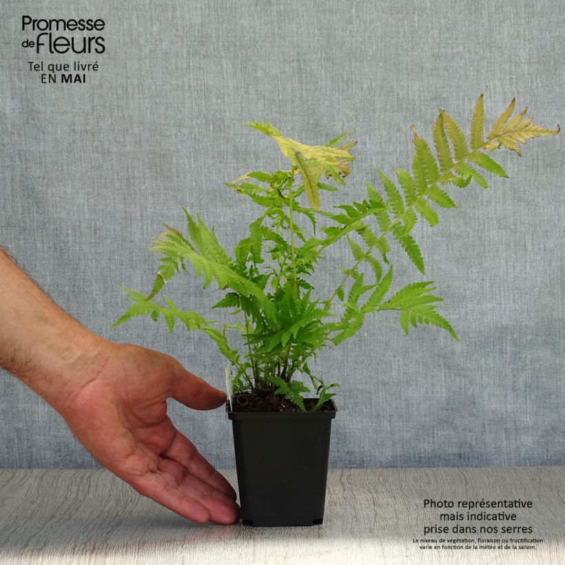 Esimerkki keväällä toimitetusta Kotkansiipi - Matteuccia struthiopteris var. pensylvanica Taimiruukku 8/9 cm-taimesta