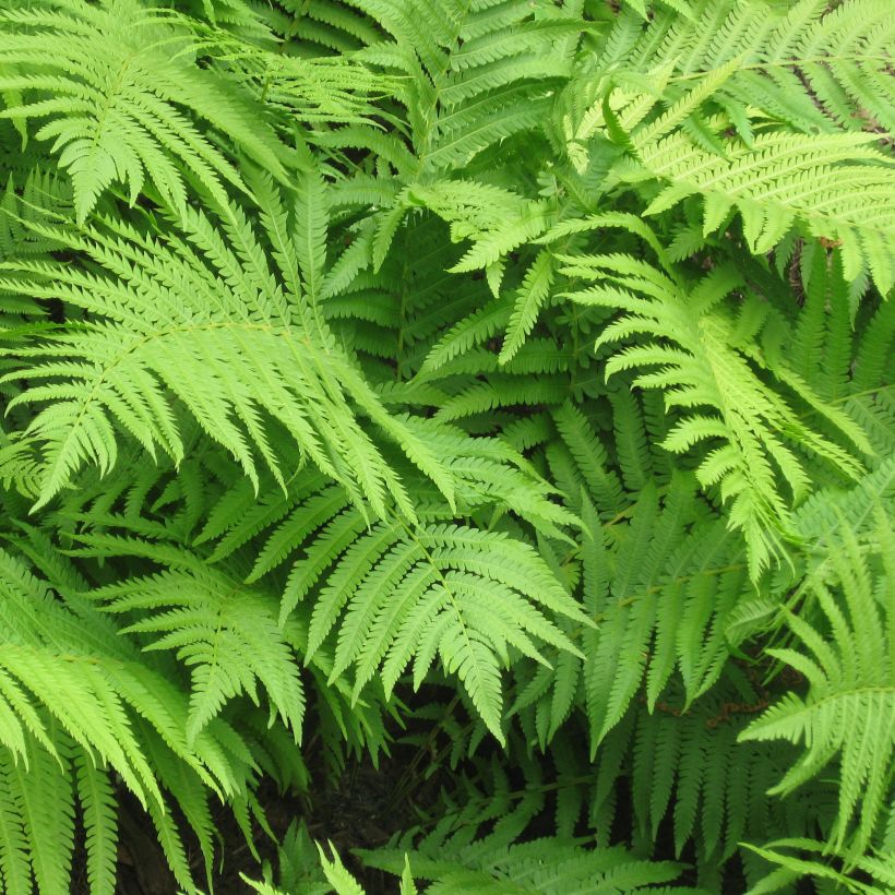 Kotkansiipi - Matteuccia struthiopteris (Lehvistö)