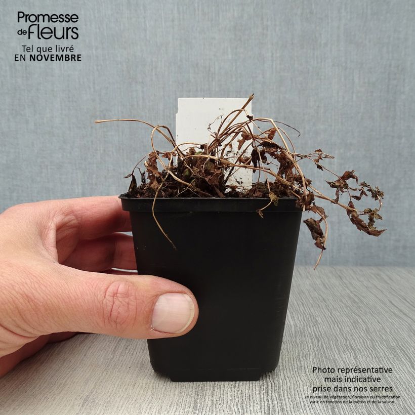Esimerkki syksyllä toimitetusta Kotkansiipi - Matteuccia struthiopteris 8/9 cm taimiruukku-taimesta