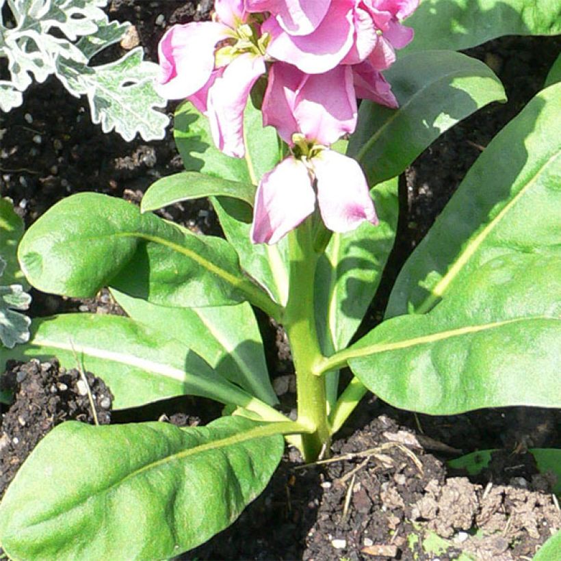 Kesäleukoija - Matthiola incana (Lehvistö)