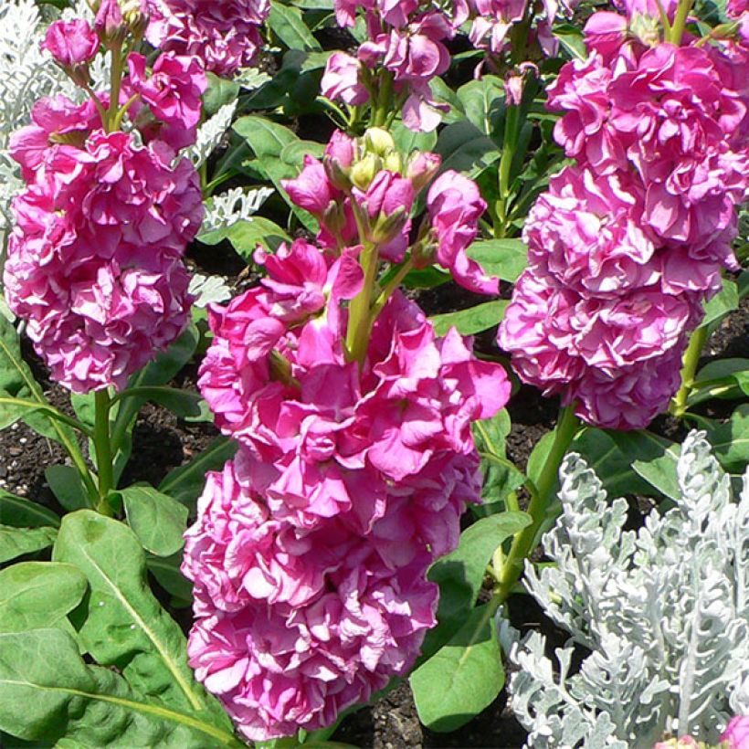 Kesäleukoija - Matthiola incana (Kukinta)