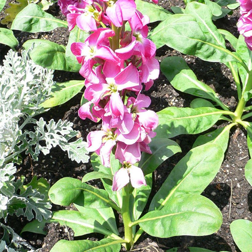 Kesäleukoija - Matthiola incana (Kasvutapa)