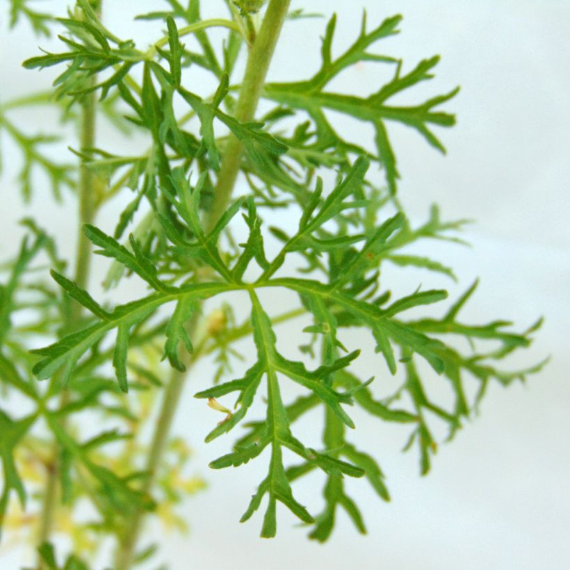 Myskimalva Alba (Lehvistö)