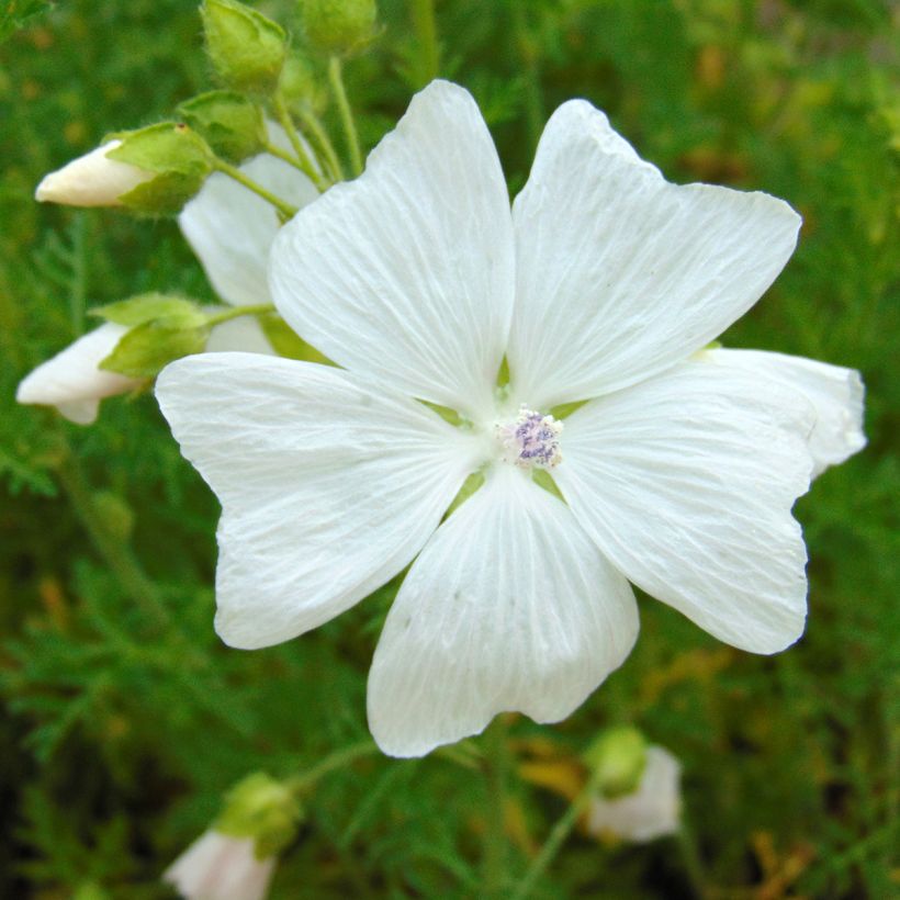Myskimalva Alba (Kukinta)