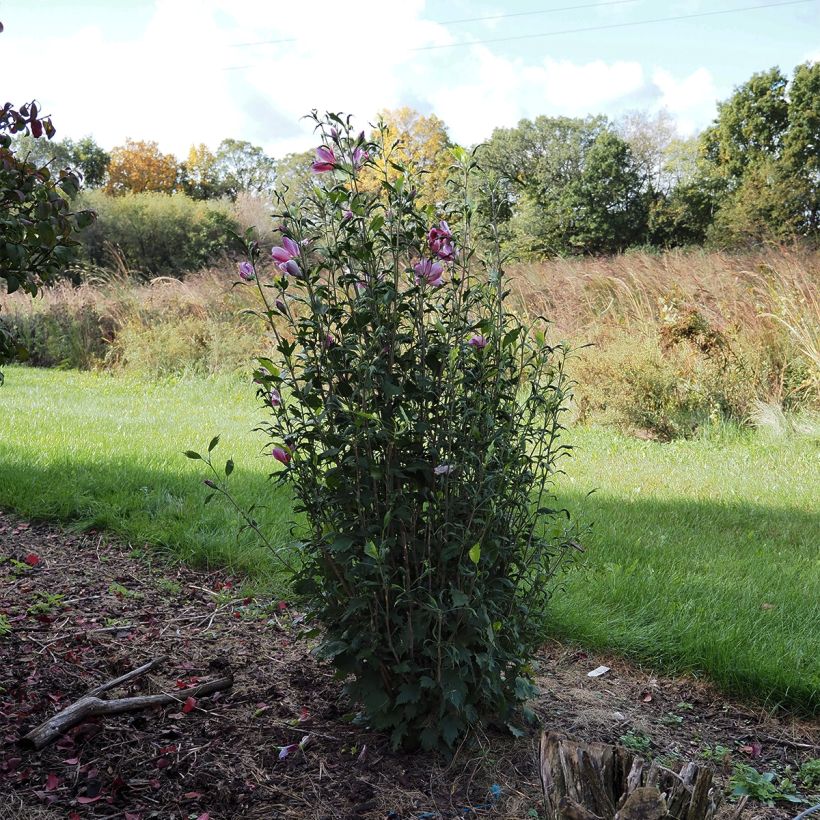Syyrianhiiskus Purple Pillar (Kasvutapa)