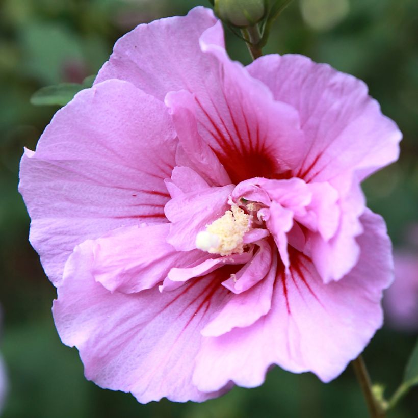 Syyrianhiiskus Purple Pillar (Kukinta)