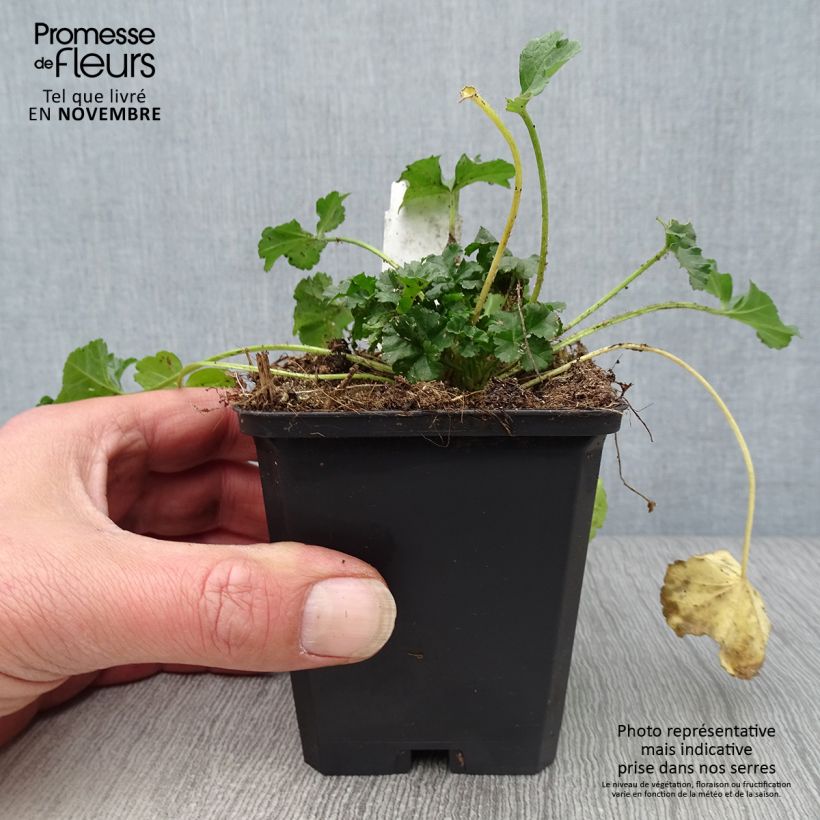 Esimerkki syksyllä toimitetusta Myskimalva rosea 8/9 cm taimiruukku-taimesta