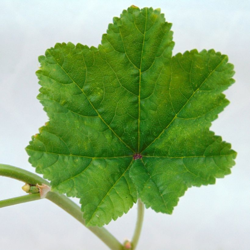 Kiiltomalva - Malva sylvestris (Lehvistö)