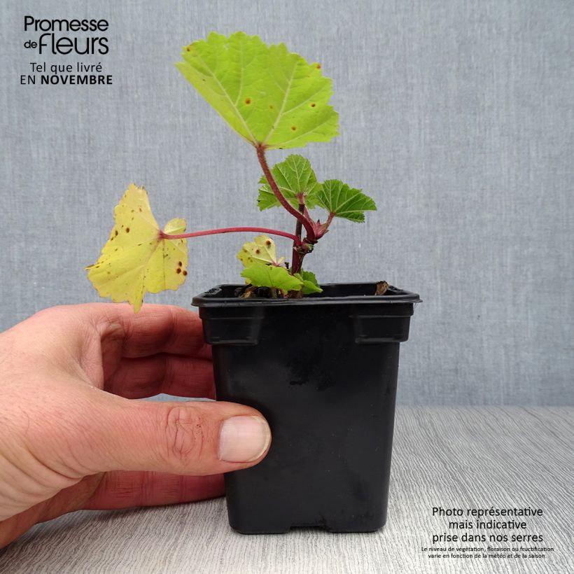 Esimerkki syksyllä toimitetusta Kiiltomalva - Malva sylvestris 7/8 cm taimiruukku-taimesta