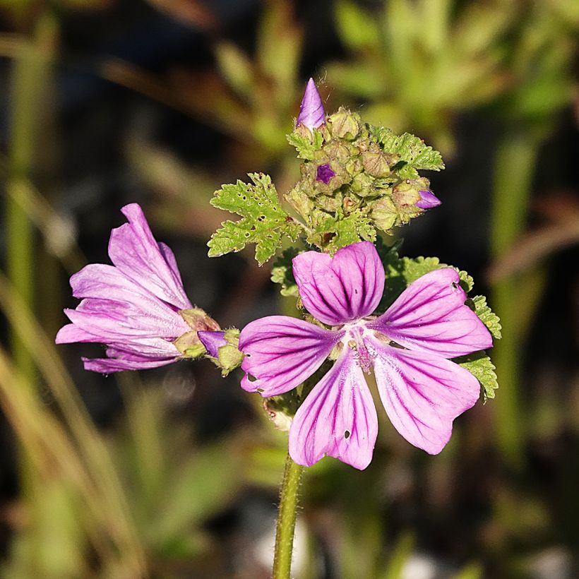 Kiiltomalva - Malva sylvestris (Kukinta)