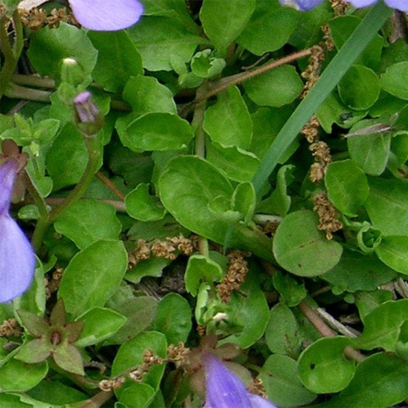 Mazus miquelii (Lehvistö)