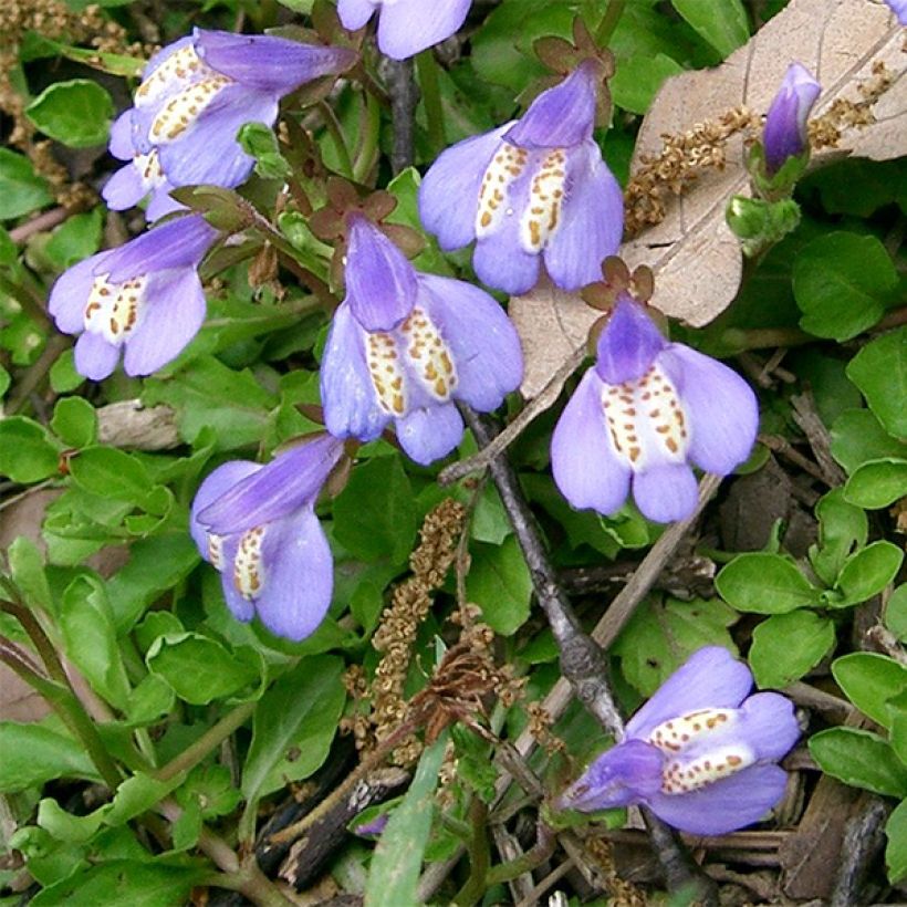 Mazus miquelii (Kukinta)