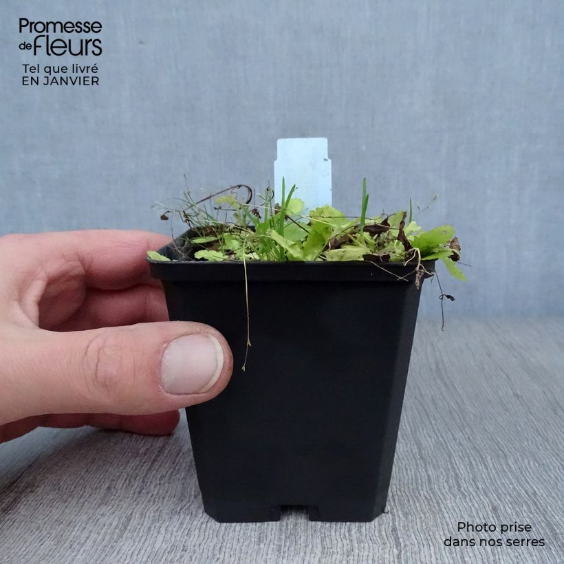 Esimerkki talvella toimitetusta Mazus miquelii Godet de 8/9 cm-taimesta