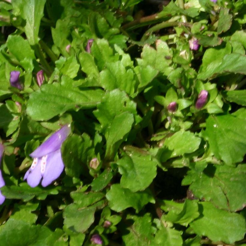 Mazus reptans (Lehvistö)