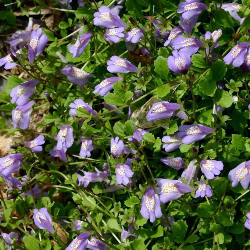 Mazus reptans (Kukinta)