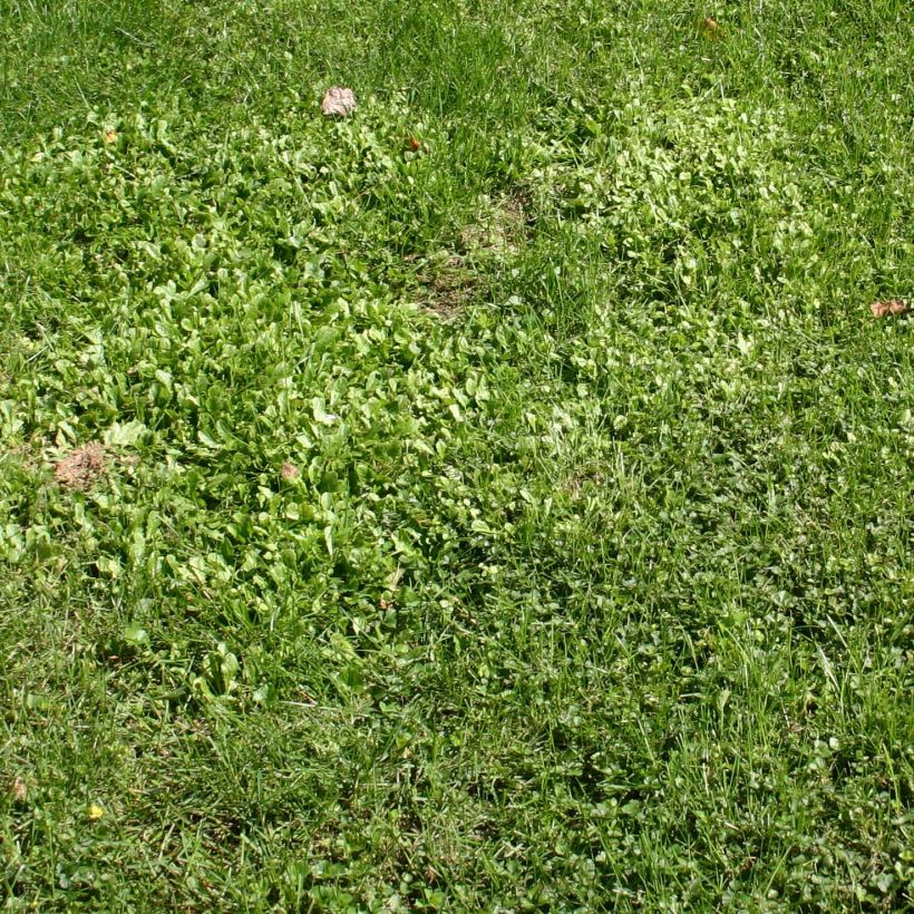 Mazus reptans (Kasvutapa)