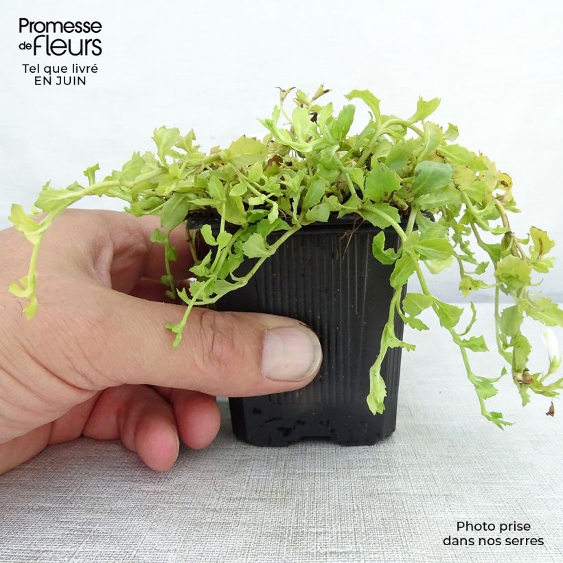 Esimerkki kesällä toimitetusta Mazus reptans Albus Taimiruukku 8/9 cm-taimesta