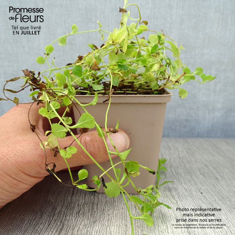 Esimerkki kesällä toimitetusta Mazus reptans Taimiruukku 8/9 cm-taimesta
