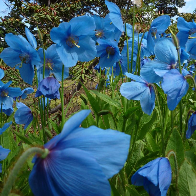 Sinivaleunikko - Meconopsis betonicifolia (Kasvutapa)