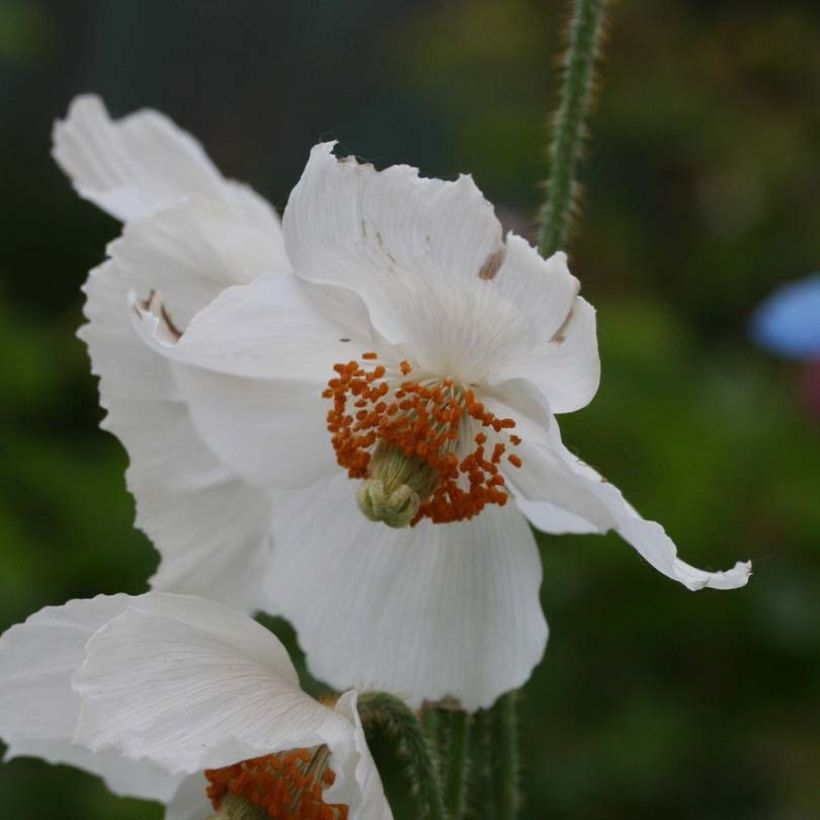 Sinivaleunikko Alba (Kukinta)