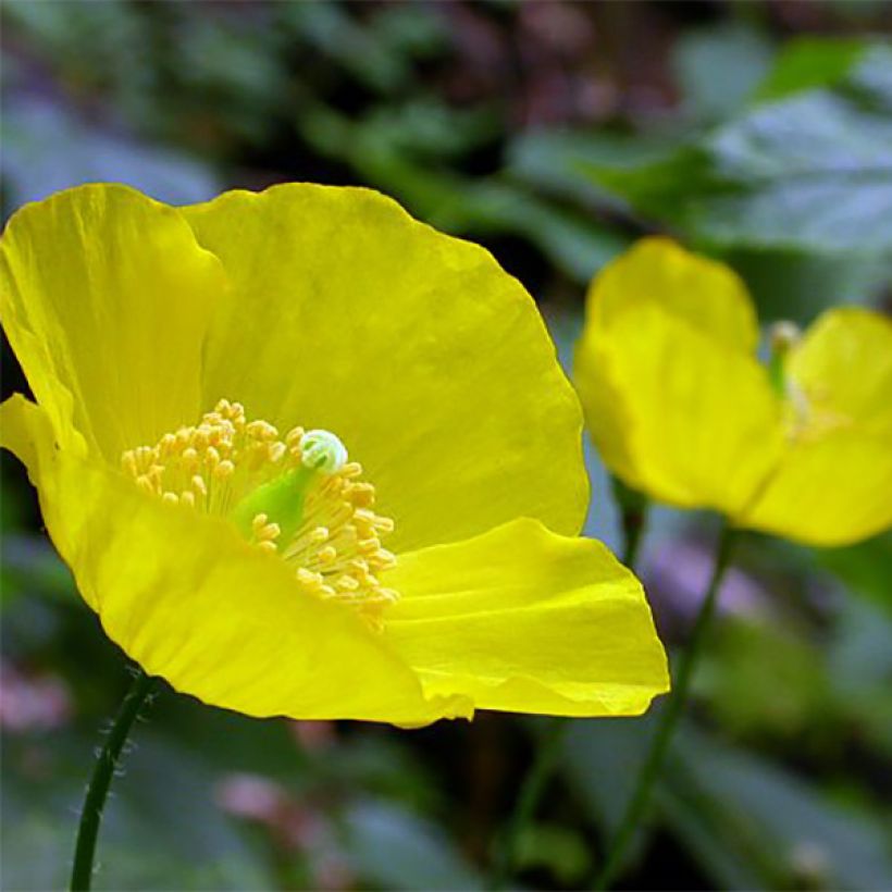 Englanninunikko - Meconopsis cambrica (Kukinta)