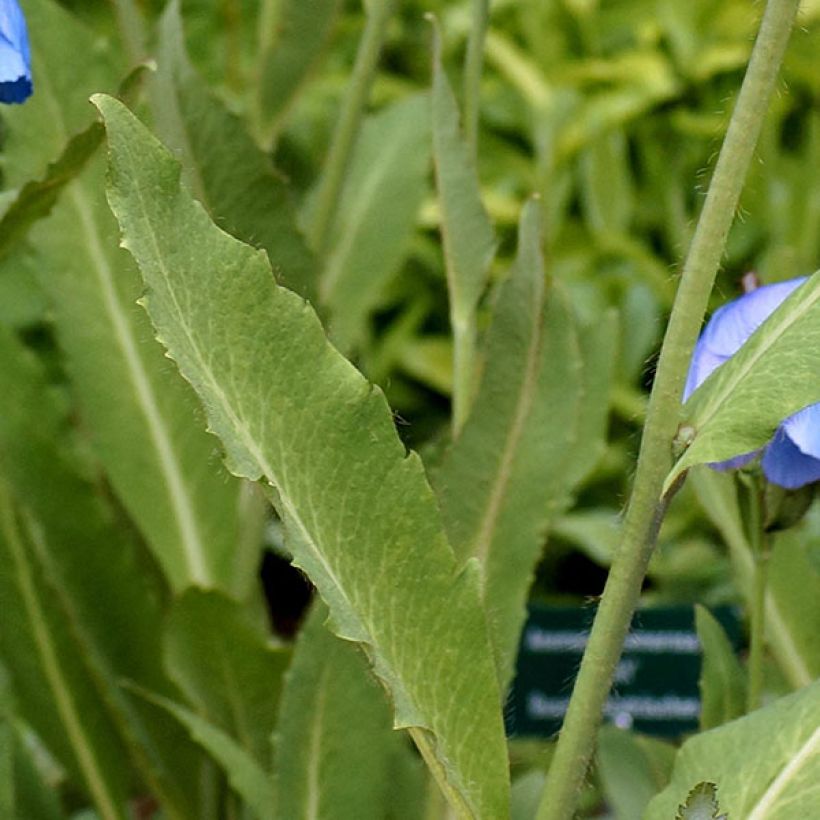 Isovaleunikko - Meconopsis grandis (Lehvistö)