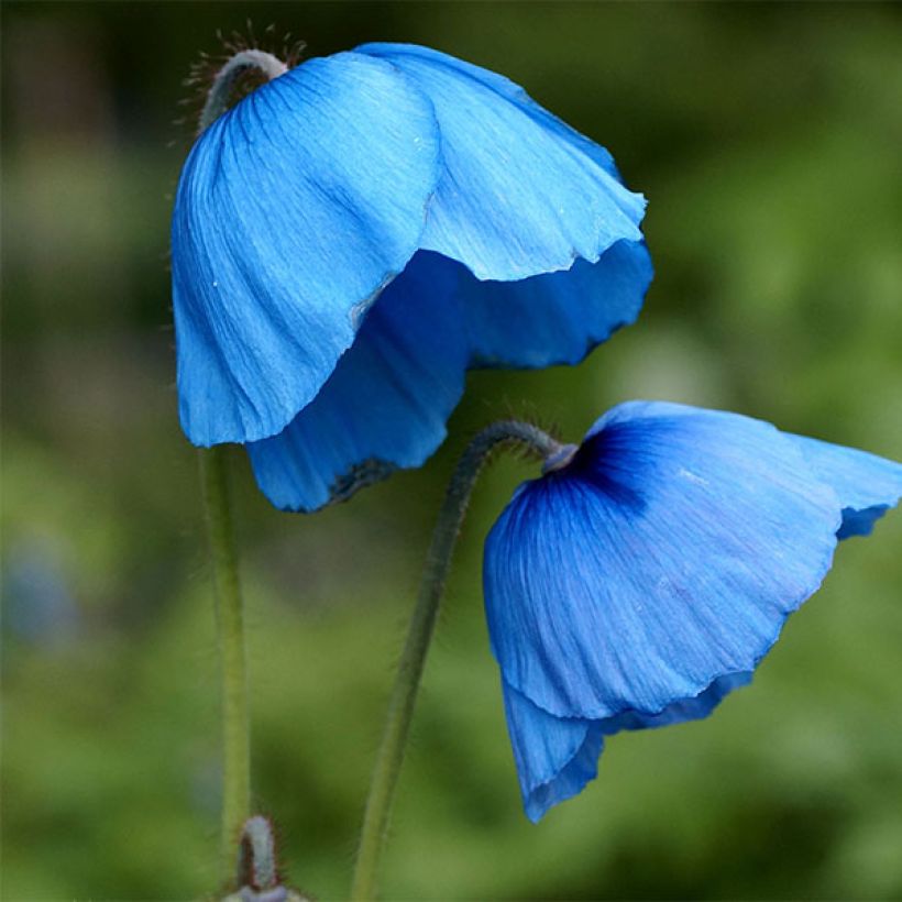 Isovaleunikko - Meconopsis grandis (Kukinta)