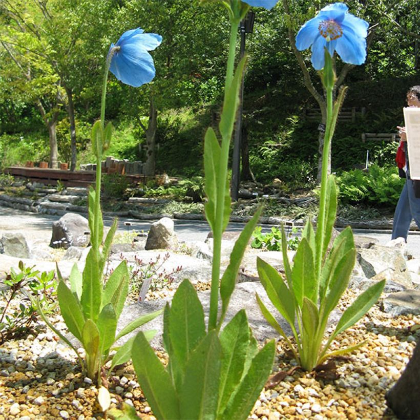 Isovaleunikko - Meconopsis grandis (Kasvutapa)