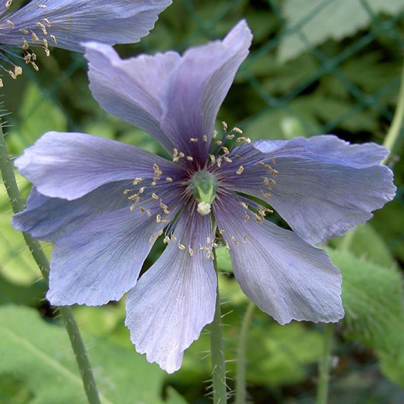 Piikkivaleunikko - Meconopsis horridula (Kukinta)