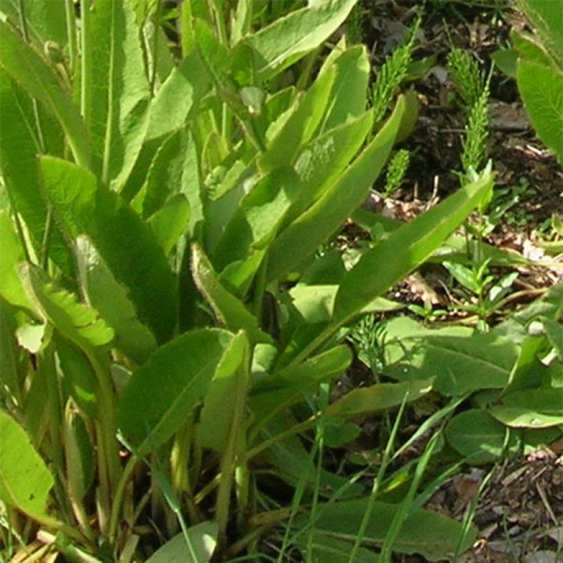 Sinivaleunikko - Meconopsis x sheldonii (Lehvistö)