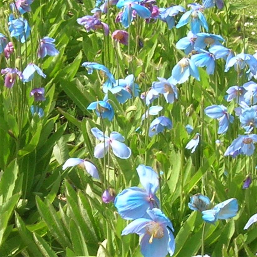 Sinivaleunikko - Meconopsis x sheldonii (Kukinta)