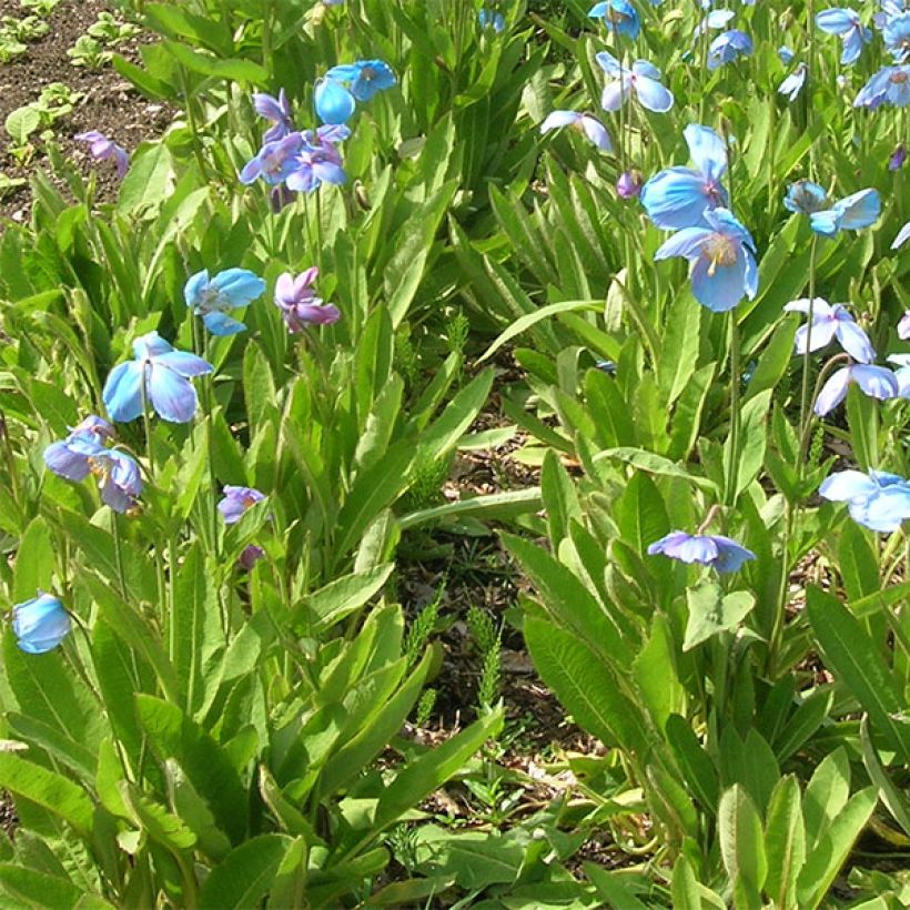 Sinivaleunikko - Meconopsis x sheldonii (Kasvutapa)