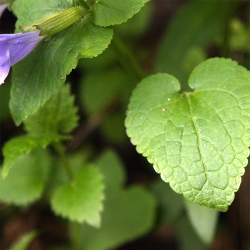 Meehania urticifolia (Lehvistö)