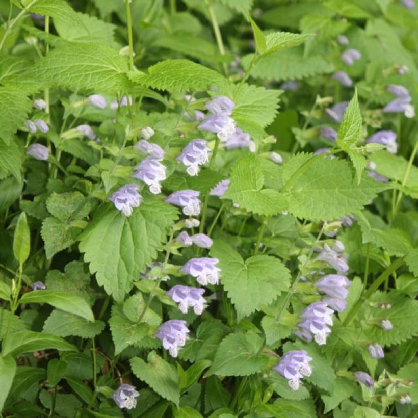 Meehania urticifolia (Kukinta)