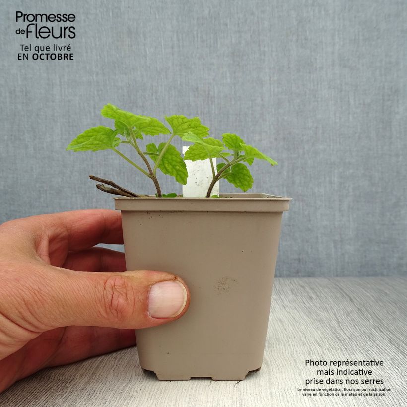 Esimerkki syksyllä toimitetusta Meehania urticifolia 8/9 cm taimiruukku-taimesta