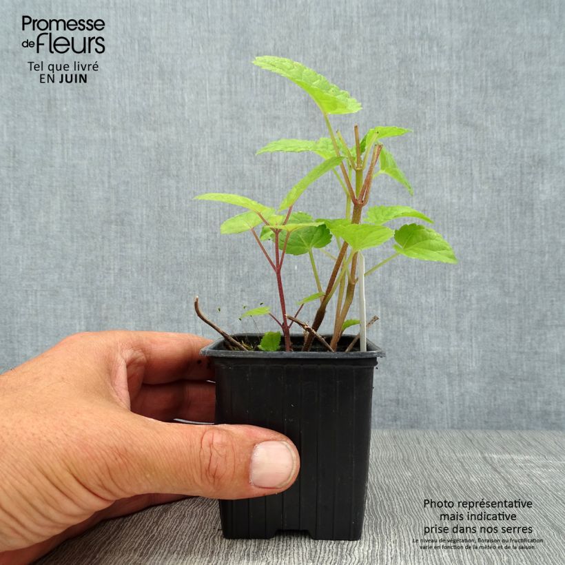 Esimerkki kesällä toimitetusta Meehania urticifolia Japan Blau 8/9 cm taimiruukku-taimesta
