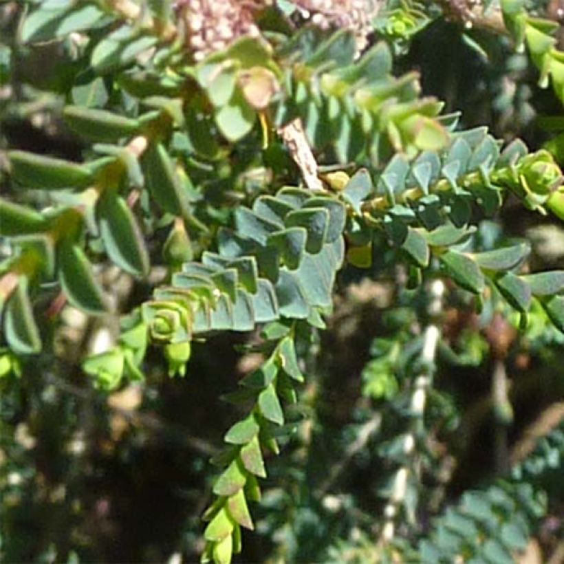 Kaarnamyrti - Melaleuca gibbosa (Lehvistö)