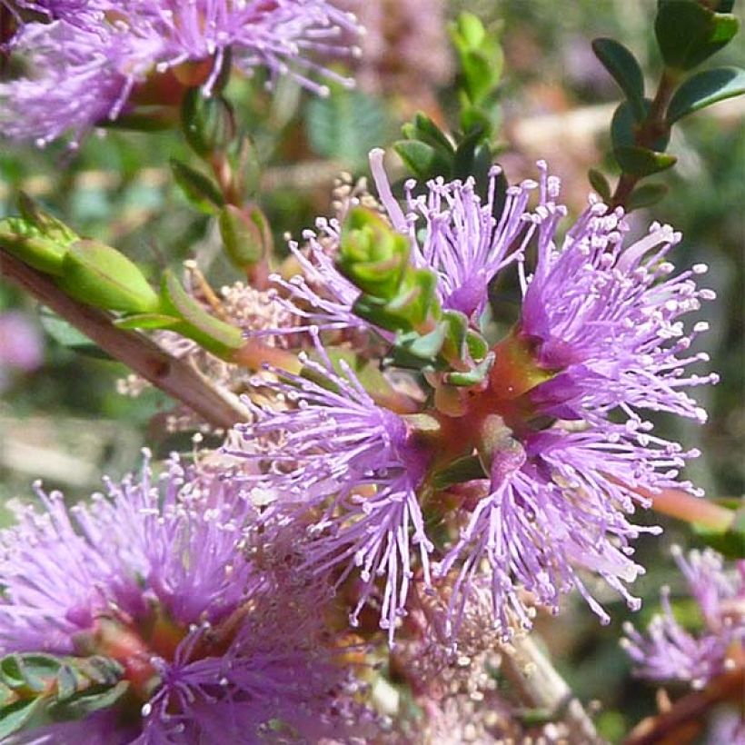 Kaarnamyrti - Melaleuca gibbosa (Kukinta)