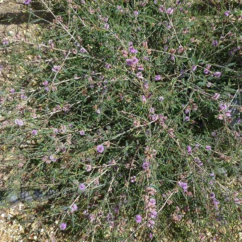 Kaarnamyrti - Melaleuca gibbosa (Kasvutapa)