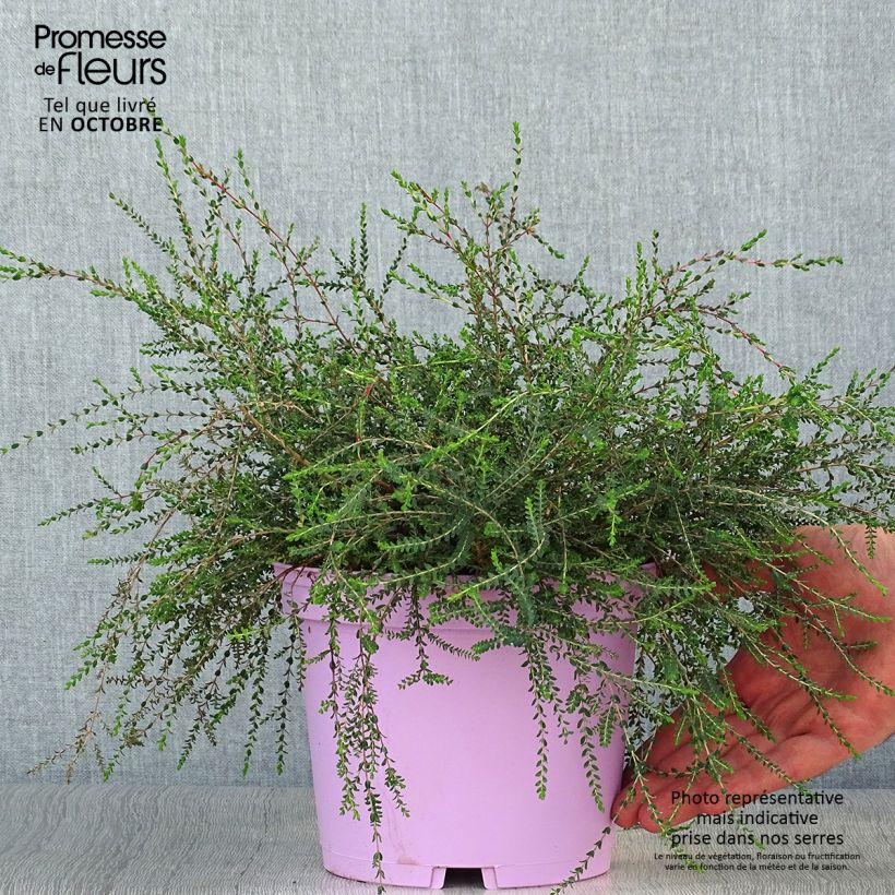 Esimerkki syksyllä toimitetusta Kaarnamyrti - Melaleuca gibbosa 2 litran/3 litran ruukku-taimesta