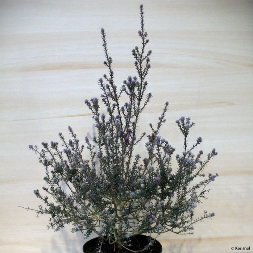 Kaarnamyrti - Melaleuca squamea (Kasvutapa)
