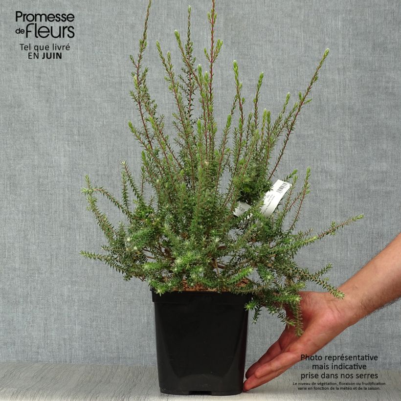 Esimerkki kesällä toimitetusta Kaarnamyrti - Melaleuca squamea Pot de 3L/4L-taimesta