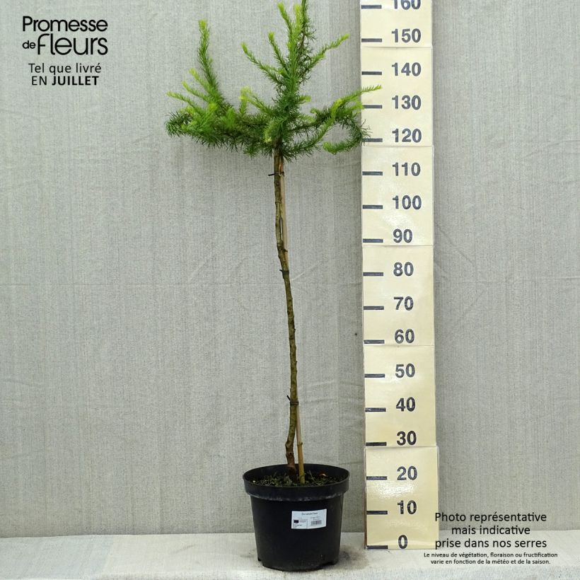 Esimerkki kesällä toimitetusta Japaninlehtikuusi Diana Pot de 12L/15L, Tige-taimesta